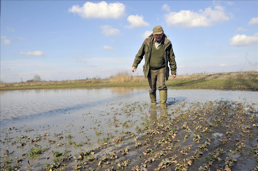 Az Üllőparti Gazdaszövetkezet elnöke a vízzel elöntött vetésben lépked gumicsizmában Karcag határában