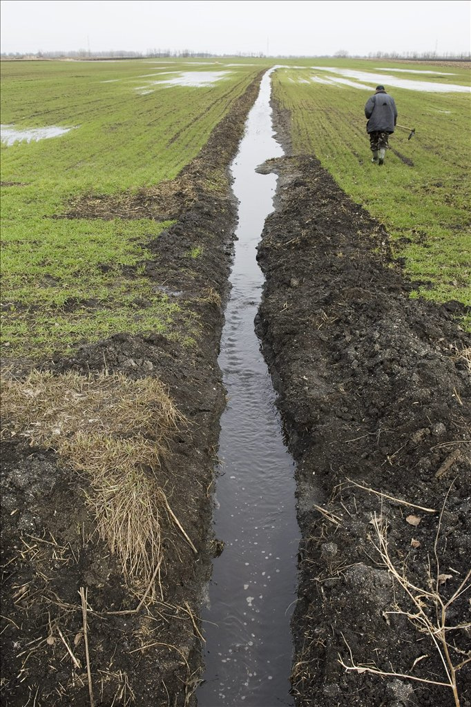 Az Üllőparti Gazdaszövetkezet elnöke a vízzel elöntött vetésben lépked gumicsizmában Karcag határában