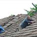 Ácsok javítják egy megsérült raktárépület tetejét Tégláson