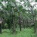 Több száz fa dőlt ki a Szabolcs-Szatmár-Bereg megyei Bököny melletti erdőben