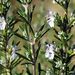 Másodszor virágzik idén a rozmaring (Rosmarinus officinalis). 