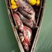 A busa egy Kínából származó, betelepített halfaj, mely a tápláléklánc alján elhelyezkedő planktonokat fogyasztja, ezzel pedig táplálékkonkurense az őshonos halfajok ivadékainak