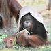 Hullámpapírral védi magát az orángután a hőségtől