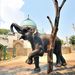 Gondozó hűt egy elefántbikát a Fővárosi Állat- és Növénykertben