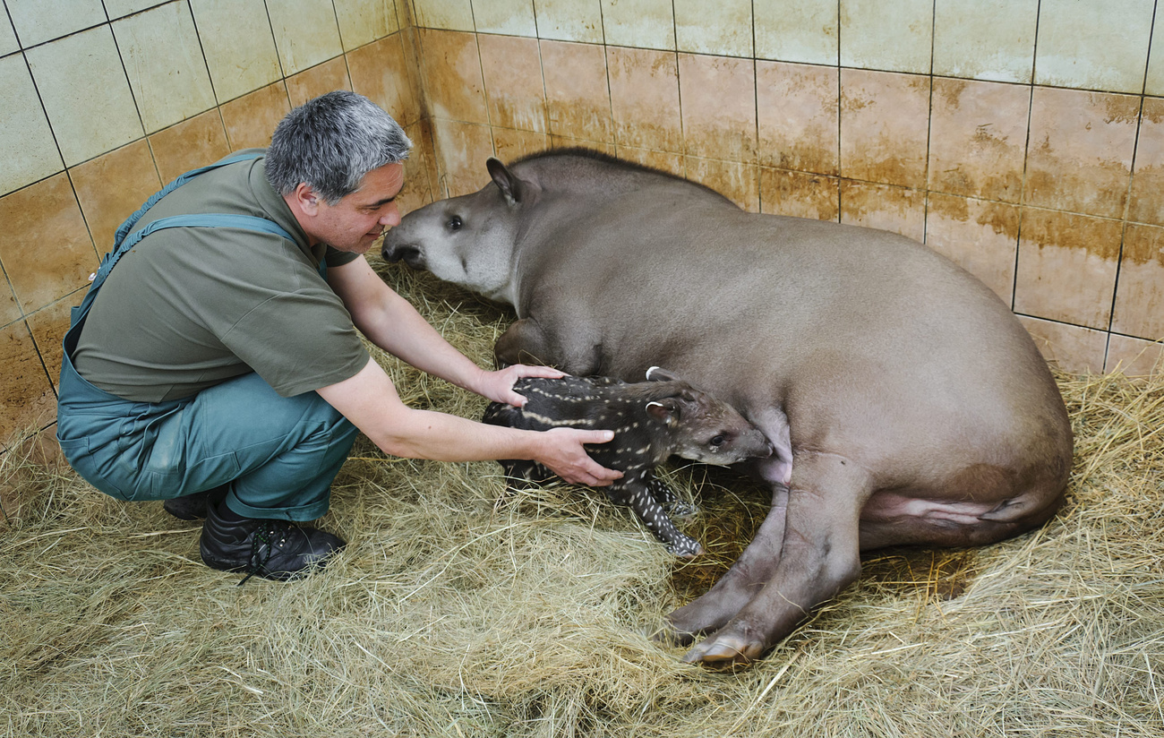 Jung Ferenc gondozó fogja a 2012. április 15-én éjjel született csíkos pöttyös dél-amerikai tapírkölyköt. 