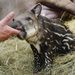A gondozó kezét nyalogatja a 2012. április 15-én éjjel született csíkos pöttyös dél-amerikai tapírkölyök (Tapirus terrestris) a Debreceni Állat- és Növénykertben.