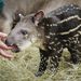 A látogatók napokon belül láthatják az immár háromtagú tapírcsaládot és egyben az első Debrecenben született tapírbébit.

