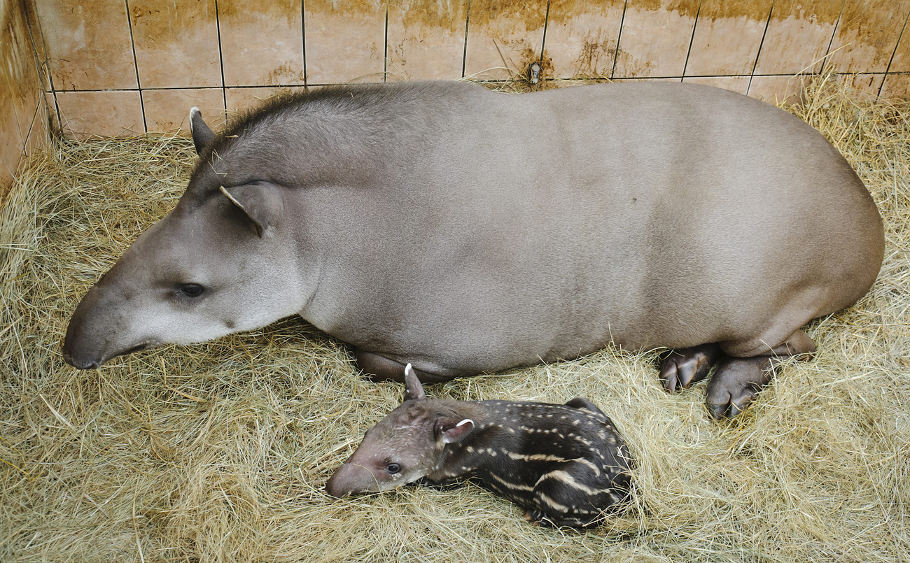 Jung Ferenc gondozó fogja a 2012. április 15-én éjjel született csíkos pöttyös dél-amerikai tapírkölyköt. 