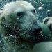 Rövid betegeskedés után vasárnap elpusztult Vitus, a budapesti állatkert hím jegesmedvéje, olvasható az intézmény honlapján. Az állatorvosok két napig küzdöttek az életéért, de nem tudták megmenteni.
