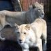 Ritka és különleges, a köznyelvben fehérnek nevezett dél-afrikai oroszlánokat (Panthera leo krugeri) láthatnak a Szegedi Vadaspark látogatói.