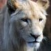 A fiatal, másfél éves hím és nőstény színe vajsárga, vagyis ezek az oroszlánok nem albínók, hanem egy világos színváltozat képviselői. 