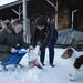 Szuhi Éva (b) és Németh Zoltánné havat lapátolnak egy műanyag zacskóba paszabi házuk udvarán, hogy azzal hűtsék a fagyasztóládában lévő húst.