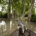 Egy kutya áll egy csónak orrában az elöntött budakalászi Lupa-szigeten 