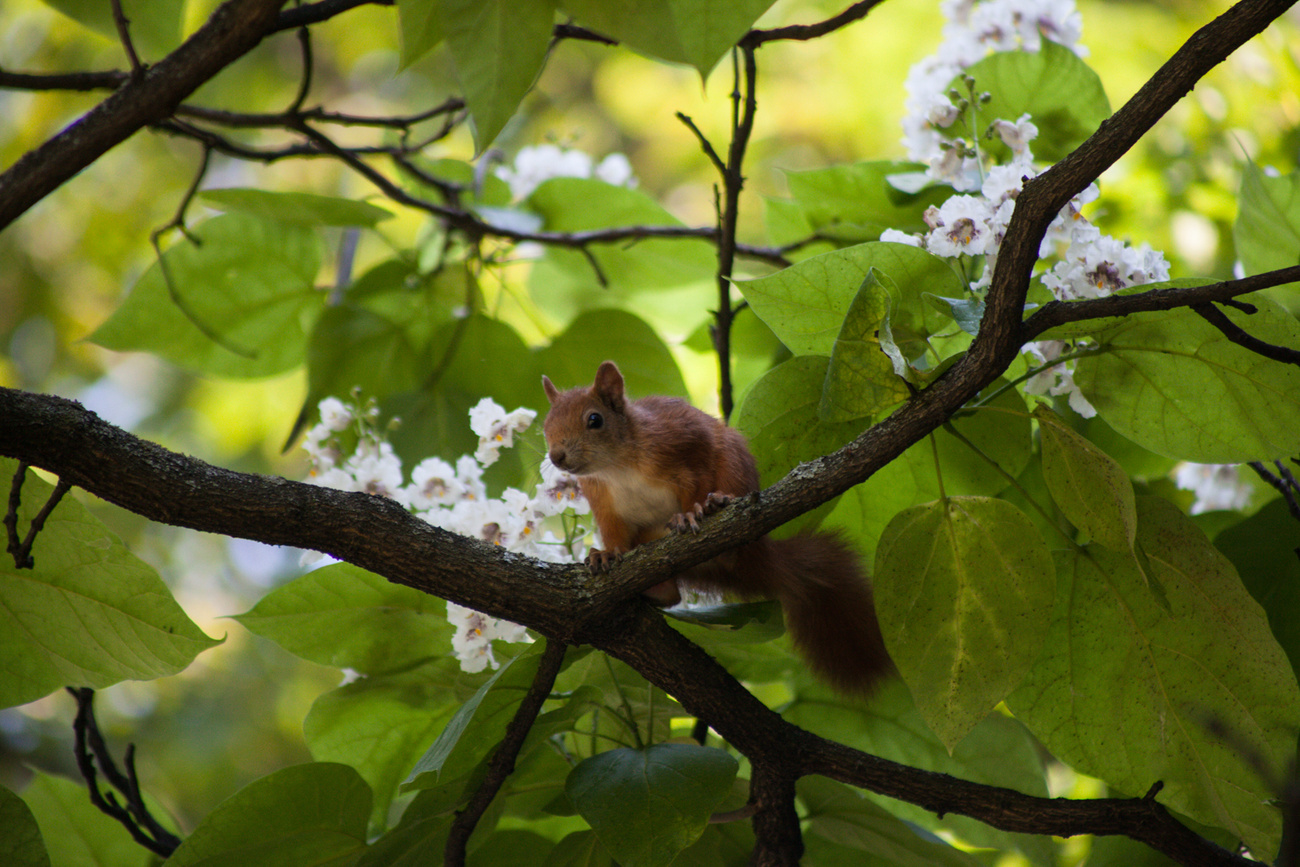 A drámai mókus (dramatic chipmunk) jelenleg a Margitszigeten bujkál