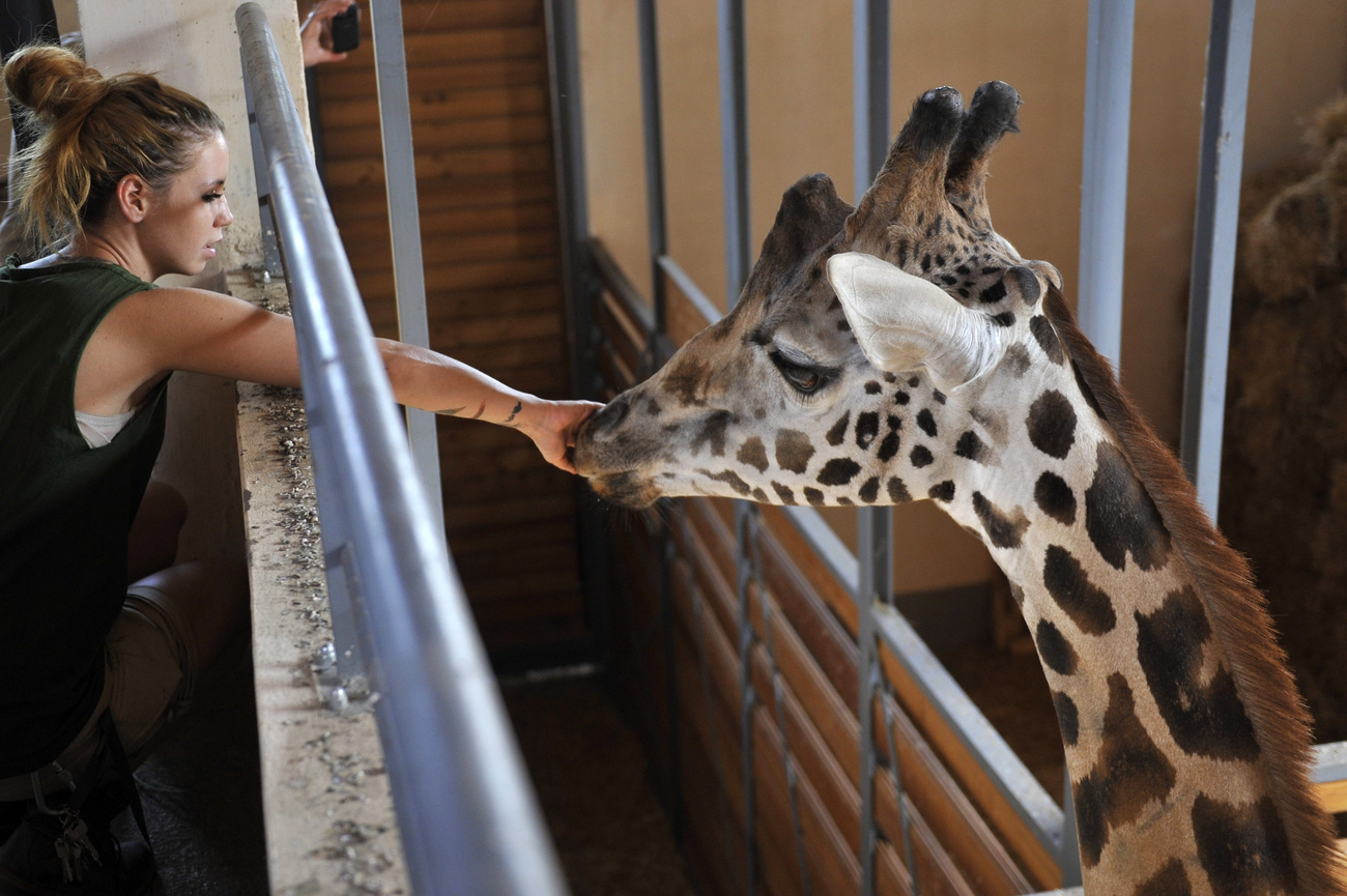 A zsiráfbikát szaporítási céllal, az európai állatkerti tenyészprogram keretében szerezte be az állatkert