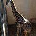A Fővárosi Állat- és Növénykert új Rotschild-zsiráfja az állatkert Szavannaházában
