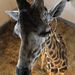 A zsiráfbikát szaporítási céllal, az európai állatkerti tenyészprogram keretében szerezte be az állatkert