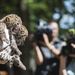 Amit és Aminát, a július 6-án született afrikai leopárdtestvérpárt (Panthera pardus) bemutatják a sajtó munkatársainak a Nyíregyházi Állatparkban.