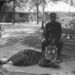 Szelíd tigris gondozójával az 1940-es években