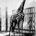 Az Állatkert első zsiráfja, amely 1868-ban – vemhesen – érkezett a Schönbrunni Állatkertből. Az állatot Ferenc József adományozta Erzsébet királyné közbenjárására