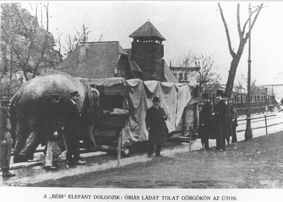 A romos Pálmaház 1945-ben, közvetlenül a második világháború után. Az Állatkert 2500 állatából csak 15 élte túl Budapest ostromát