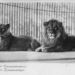 Fiatal oroszlánpár a régi oroszlánház ketrecében. A felvétel 1895-ben készülhetett