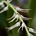Bulbophyllum cocoinum
