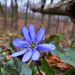 A védett mályvirág is szirmot bontott a Szekszárdi-dombságban