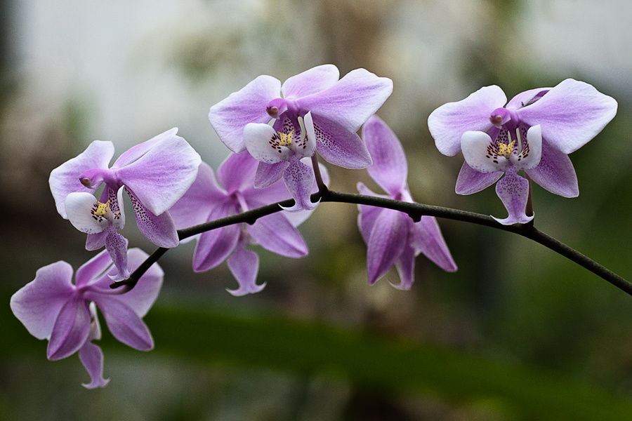 Helleborus odorus - illatos hunyor kertünkben védett, nem érdemes gyűjteni mert nedve allergiás rohamot okozhat és büntetés is járhat érte.