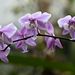 Phalaenopsis scilleriana - a boltokból ismert pilleorchideák szülőfaja.