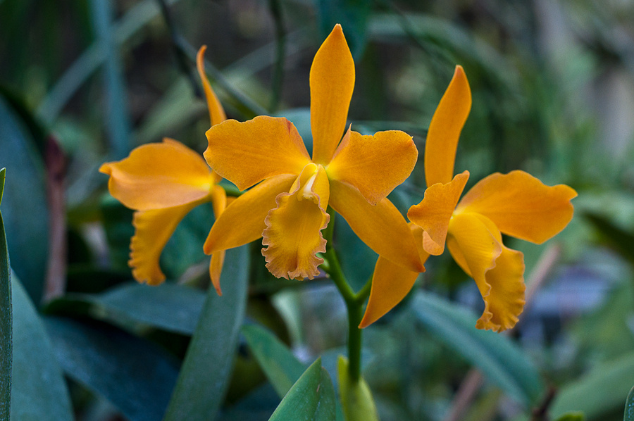 Helleborus odorus - illatos hunyor kertünkben védett, nem érdemes gyűjteni mert nedve allergiás rohamot okozhat és büntetés is járhat érte.