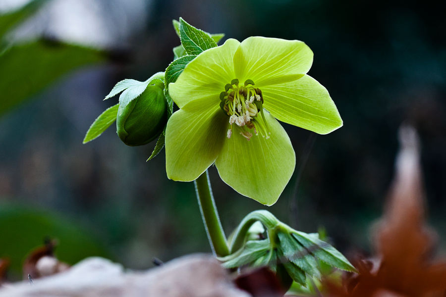Helleborus odorus - illatos hunyor kertünkben védett, nem érdemes gyűjteni mert nedve allergiás rohamot okozhat és büntetés is járhat érte.