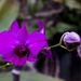 Dendrobium bigibbum - vesszőorchidea