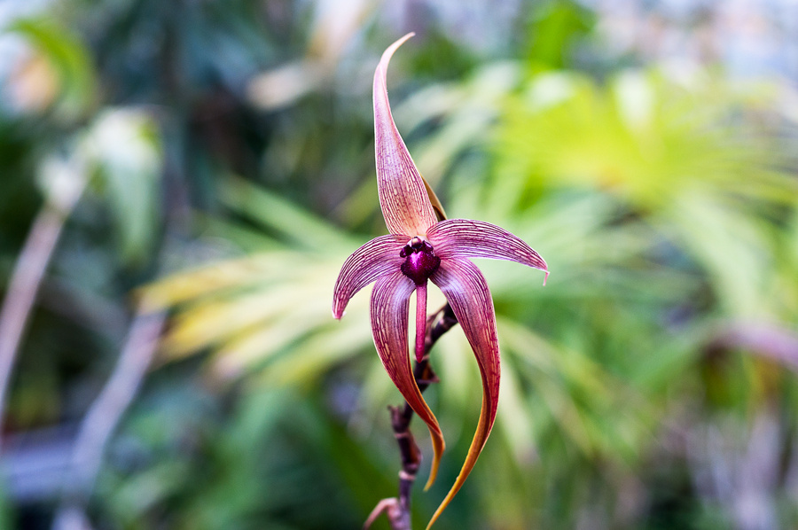 Helleborus odorus - illatos hunyor kertünkben védett, nem érdemes gyűjteni mert nedve allergiás rohamot okozhat és büntetés is járhat érte.