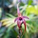 Bulbophyllum echinolabium - ugyan nemzettségének legnagyobb virágú képviselője, de ennek ne örüljünk annyira, mert rendkívűl kellemetlen, rothadó hús szagot áraszt.