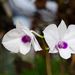 Epicattleya Rene Marques Dendrobium bigibbum compactum - vesszőorchidea
