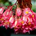 A növényházakban már itt a tavasz, virágoznak a begóniák. A trópusi erdők változatos virágai a begónia félék. Begonia corallina 'Luzerna'