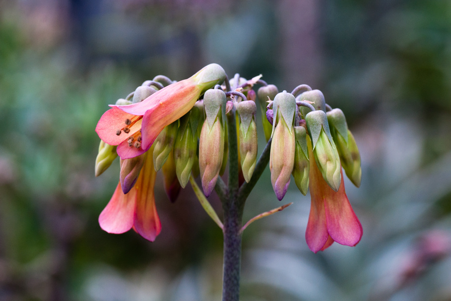 Helleborus orientalis, a görög hunyor. A kertekben már virágzanak a hunyorfélék ez a példány Görögországban honos, de a Füvészkertben most nyílik számtalan változata.