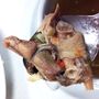 Fekete lábú csirke nyakából készült leves, fitness zöldség torrinéval

(sárvári menza)