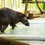 A dél-amerikai tapír napi fürdője.