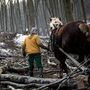 Az Ipoly Erdő Zrt. szakembere egy ló segítségével kidőlt fákat vontat