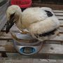 Hízik a kis gólya A fotók Hortobágyi Nemzeti Park Igazgatóság Facebookjáról vannak