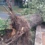 Ez a fa megúszta a hetekkel ezelőtti vihart, ma viszont nem bírta tovább Balatonvilágoson.