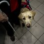 Mészáros Darinka vakvezetõkutya-kiképzõ a liftes közlekedést gyakoroltatja Greggel egy kétéves fajtatiszta labrador-retrieverrel.A kutya májusban kerül gazdához. A kutyaiskolában eddig közel 800 vakvezetõt képeztek ki. Az angliai székhellyel mûködõ Vakvezetõkutya Kiképzõ Iskolák Világszövetségének ajánlására 1994 óta minden évben április 27-én ünneplik világszerte a vakvezetõ kutyákat.