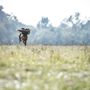 Egy magyar vizsla fut gazdájához egy szagnyom alapján felkutatott fácánnal a szájában
