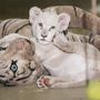 A tizenegy hete született fehér dél-afrikai oroszlán (Panthera leo krugeri) egy szőranyával