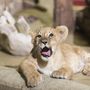 A játszótárs (Panthera leo) a Nyíregyházi Állatpark Viktória házában  