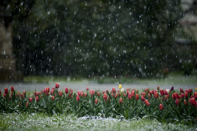 Havas tulipán se mindennapi jelenség. 