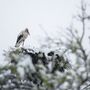 Egy gólya a hóesésben Taron 