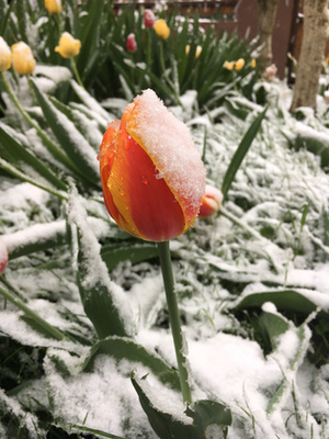 Havas tulipán se mindennapi jelenség. 